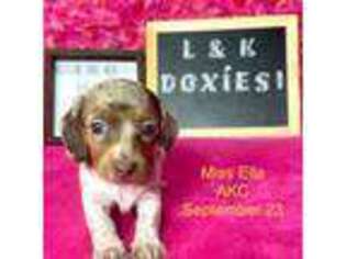 Dachshund Puppy for sale in Arapahoe, CO, USA