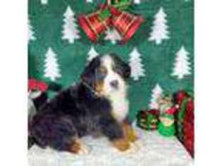 Bernese Mountain Dog Puppy for sale in Colorado Springs, CO, USA