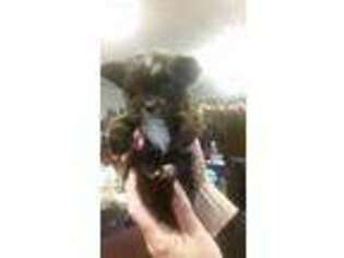 Shorkie Tzu Puppy for sale in Camas, WA, USA