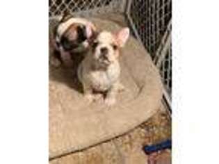 French Bulldog Puppy for sale in Fort Mcdowell, AZ, USA