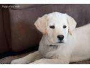 Labrador Retriever Puppy for sale in Sanford, CO, USA