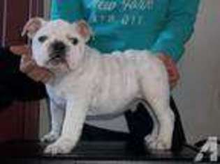 Bulldog Puppy for sale in CATAWISSA, PA, USA