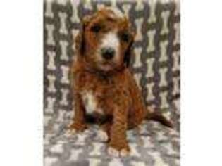 Labradoodle Puppy for sale in Sterling, IL, USA