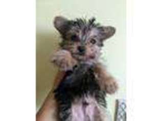 Yorkshire Terrier Puppy for sale in Stryker, OH, USA