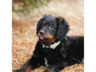Mutt Puppy for sale in Litchfield, MN, USA