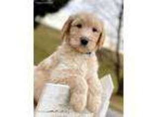 Goldendoodle Puppy for sale in Oak Hill, WV, USA