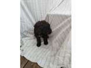 Saint Berdoodle Puppy for sale in Pine Grove, PA, USA