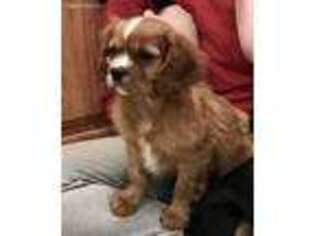 Cavalier King Charles Spaniel Puppy for sale in Durham, CA, USA