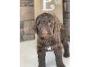 Mutt Puppy for sale in Fayetteville, NC, USA