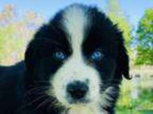 Australian Shepherd Puppy for sale in Winchester, OH, USA