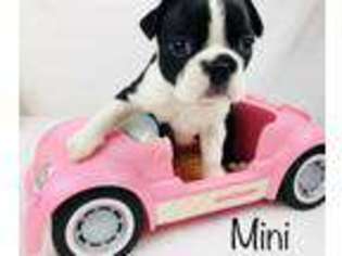 Boston Terrier Puppy for sale in Hillsboro, KY, USA