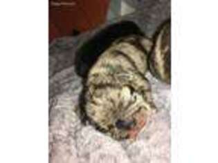 French Bulldog Puppy for sale in Glendora, CA, USA