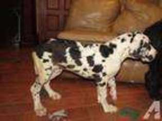 Great Dane Puppy for sale in AUBURN, WA, USA