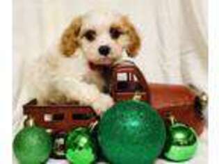 Cavapoo Puppy for sale in Ben Wheeler, TX, USA