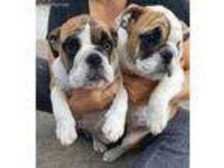 Bulldog Puppy for sale in Sumner, WA, USA