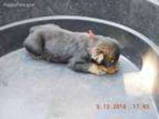 Rottweiler Puppy for sale in Stratford, TX, USA