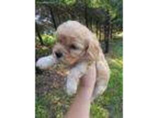 Cavapoo Puppy for sale in Stover, MO, USA