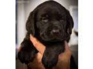 Labrador Retriever Puppy for sale in Shelby, MI, USA