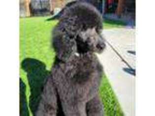 Mutt Puppy for sale in Patterson, CA, USA