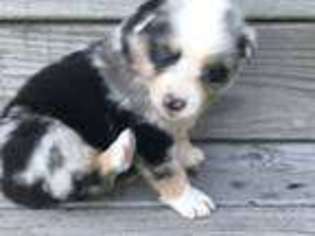 Miniature Australian Shepherd Puppy for sale in Maurice, LA, USA