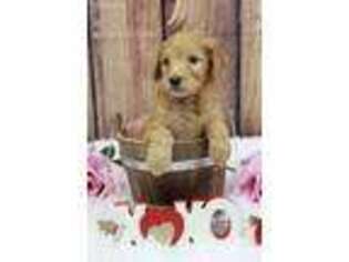 Goldendoodle Puppy for sale in Luana, IA, USA