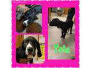 Great Dane Puppy for sale in Offerle, KS, USA