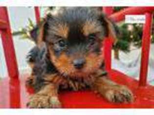 Yorkshire Terrier Puppy for sale in Evansville, IN, USA