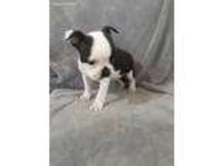 Boston Terrier Puppy for sale in Sunland Park, NM, USA
