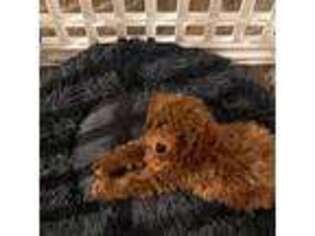 Mutt Puppy for sale in Paramus, NJ, USA