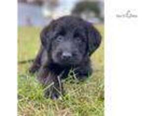 Shepadoodle Puppy for sale in Hattiesburg, MS, USA