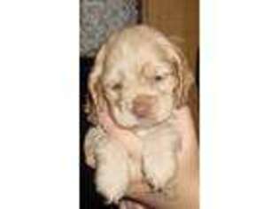 Cocker Spaniel Puppy for sale in Ludlow, MA, USA