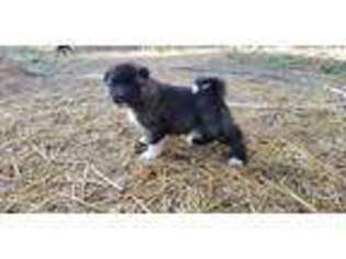Akita Puppy for sale in Drain, OR, USA