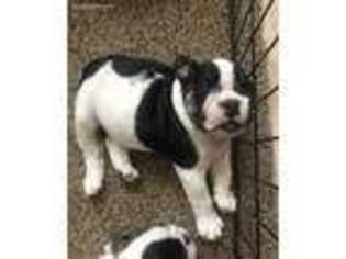 Bulldog Puppy for sale in Cottonwood, AZ, USA