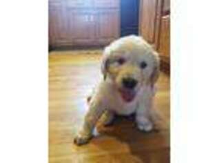 Golden Retriever Puppy for sale in Thorsby, AL, USA