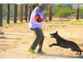 Dutch Shepherd Dog Puppy for sale in Phoenix, AZ, USA