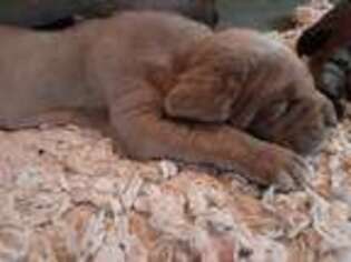 Neapolitan Mastiff Puppy for sale in Bremerton, WA, USA