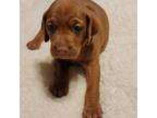 Vizsla Puppy for sale in Mather, CA, USA