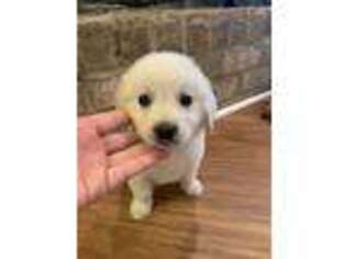 Golden Retriever Puppy for sale in Eastman, GA, USA