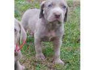 Weimaraner Puppy for sale in Raeford, NC, USA