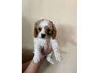 Cavapoo Puppy for sale in Waddell, AZ, USA