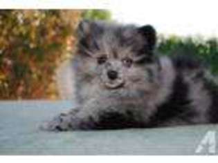 Pomeranian Puppy for sale in CONCORD, CA, USA