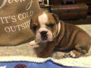 Olde English Bulldogge Puppy for sale in Waxahachie, TX, USA