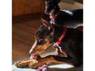 Doberman Pinscher Puppy for sale in Canton, OH, USA