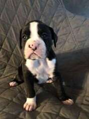 Boxer Puppy for sale in Champlin, MN, USA