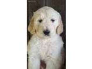 Goldendoodle Puppy for sale in Port Huron, MI, USA