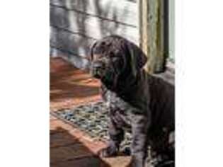 Neapolitan Mastiff Puppy for sale in Washburn, MO, USA