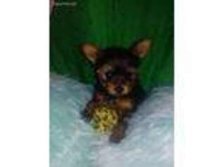 Yorkshire Terrier Puppy for sale in Mastic, NY, USA