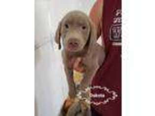 Labrador Retriever Puppy for sale in Doon, IA, USA
