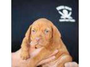 Vizsla Puppy for sale in Eagle Mountain, UT, USA