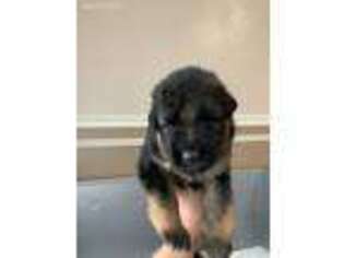 German Shepherd Dog Puppy for sale in Painesville, OH, USA